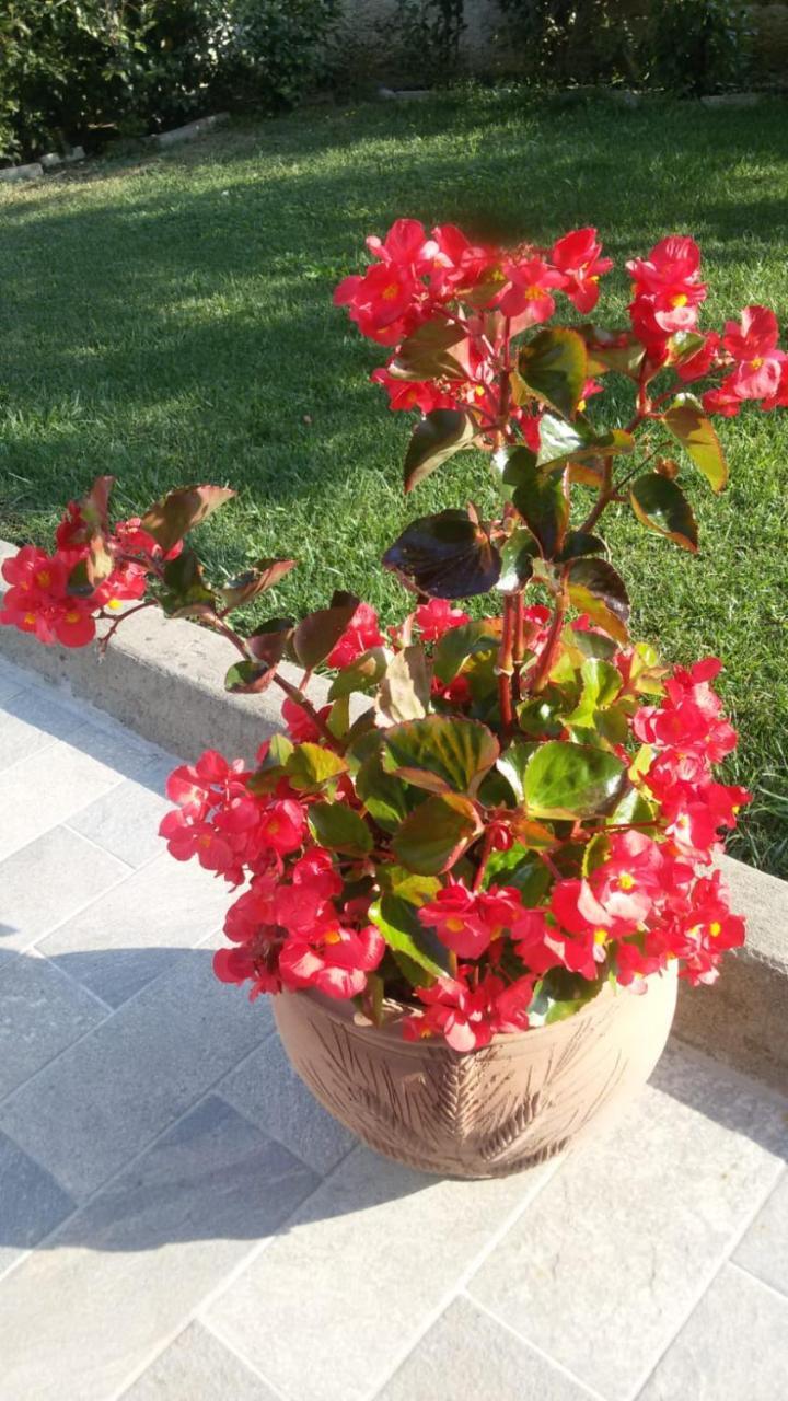 דירות Cannara La Residenza Di Bacco מראה חיצוני תמונה